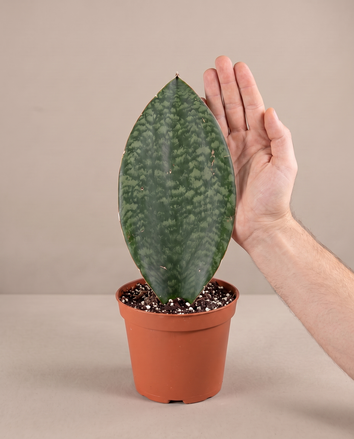 Whale Fin snake plant in a grow pot, hand for scale