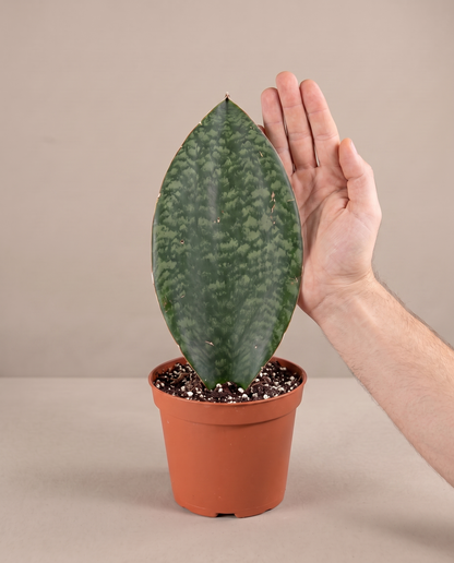Whale Fin snake plant in a grow pot, hand for scale