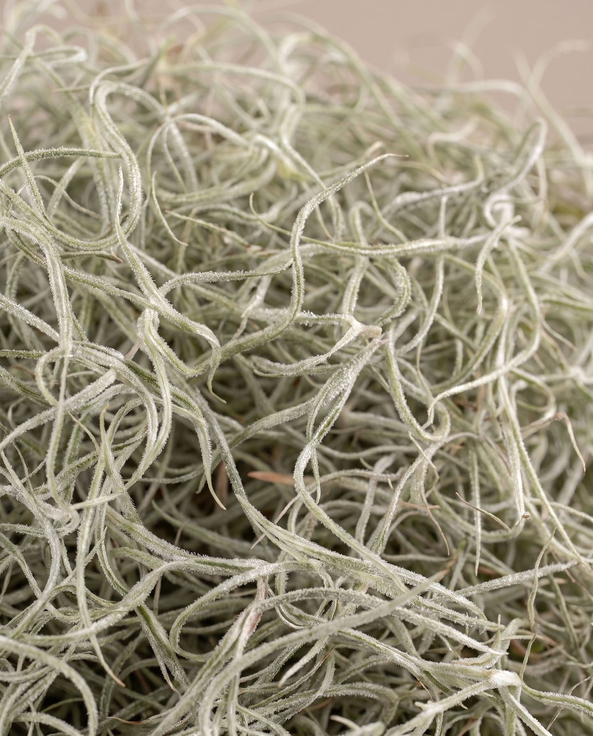 Spanish moss, close-up