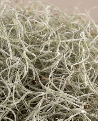 Spanish moss, close-up