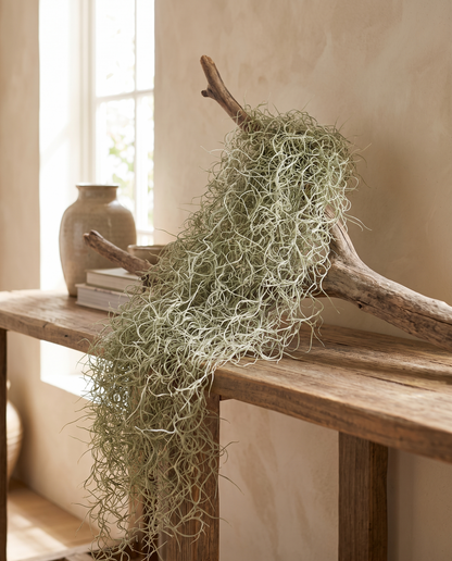 Spanish moss draped on driftwood, prop not included