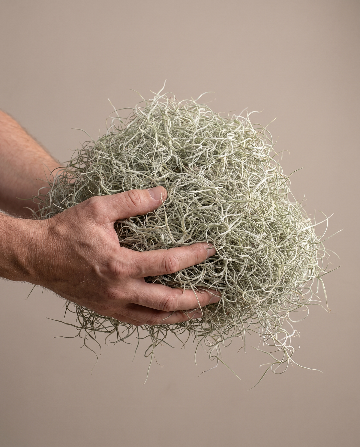 Spanish moss, hand for scale