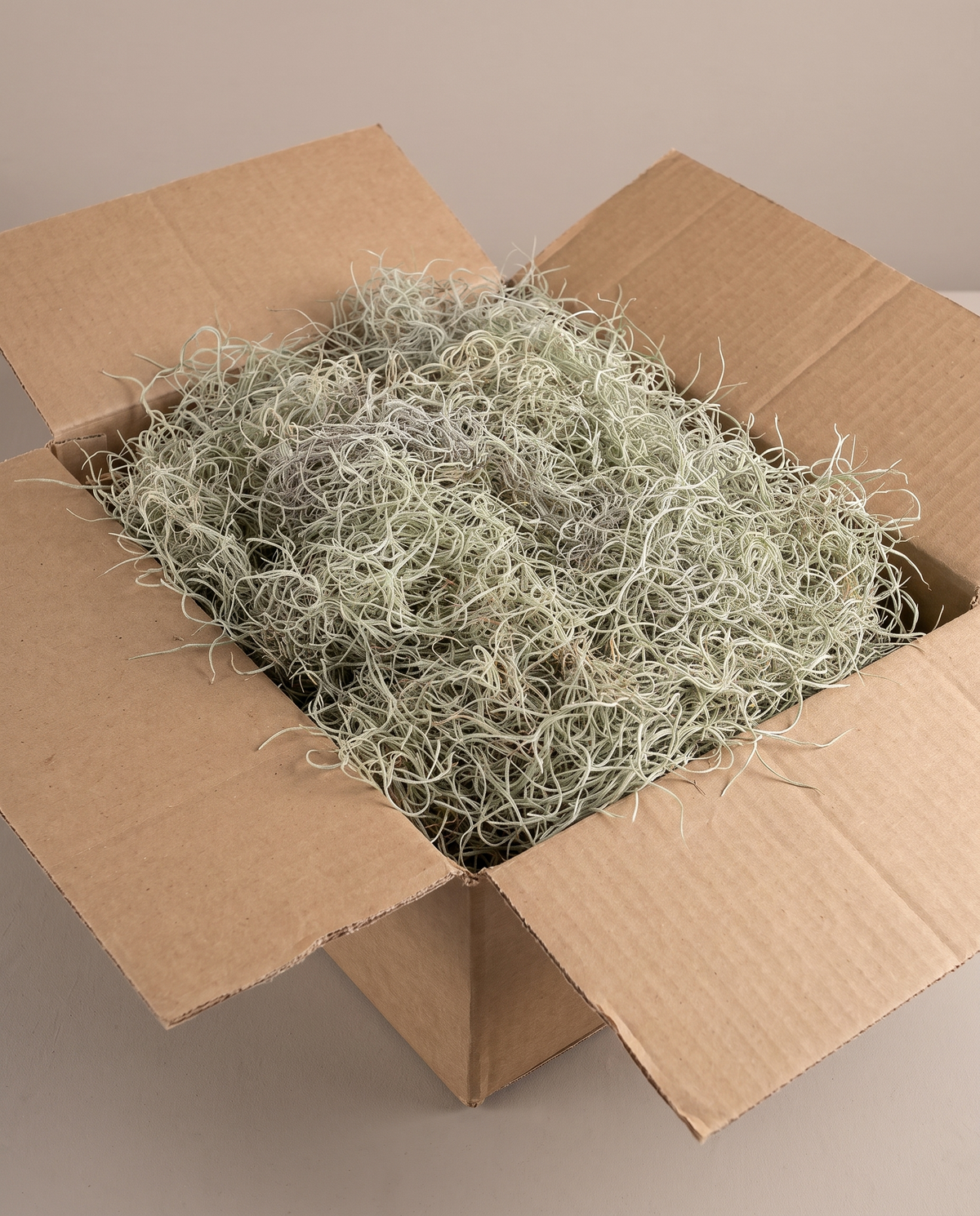 Spanish moss live as it ships in carton