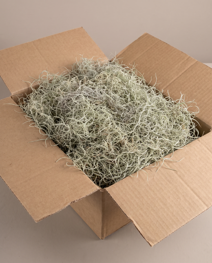Spanish moss live as it ships in carton