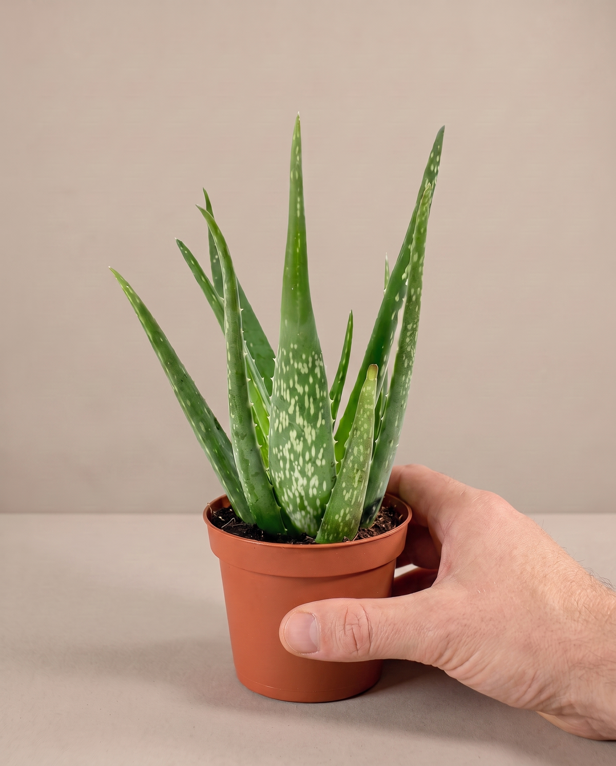 Aloe vera in a grow pot, hand for scale, Small