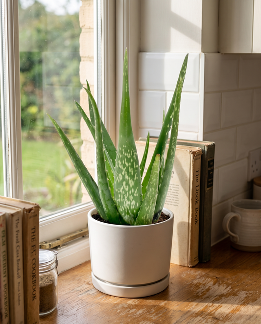 Aloe vera in a decorative ceramic, styled in a room