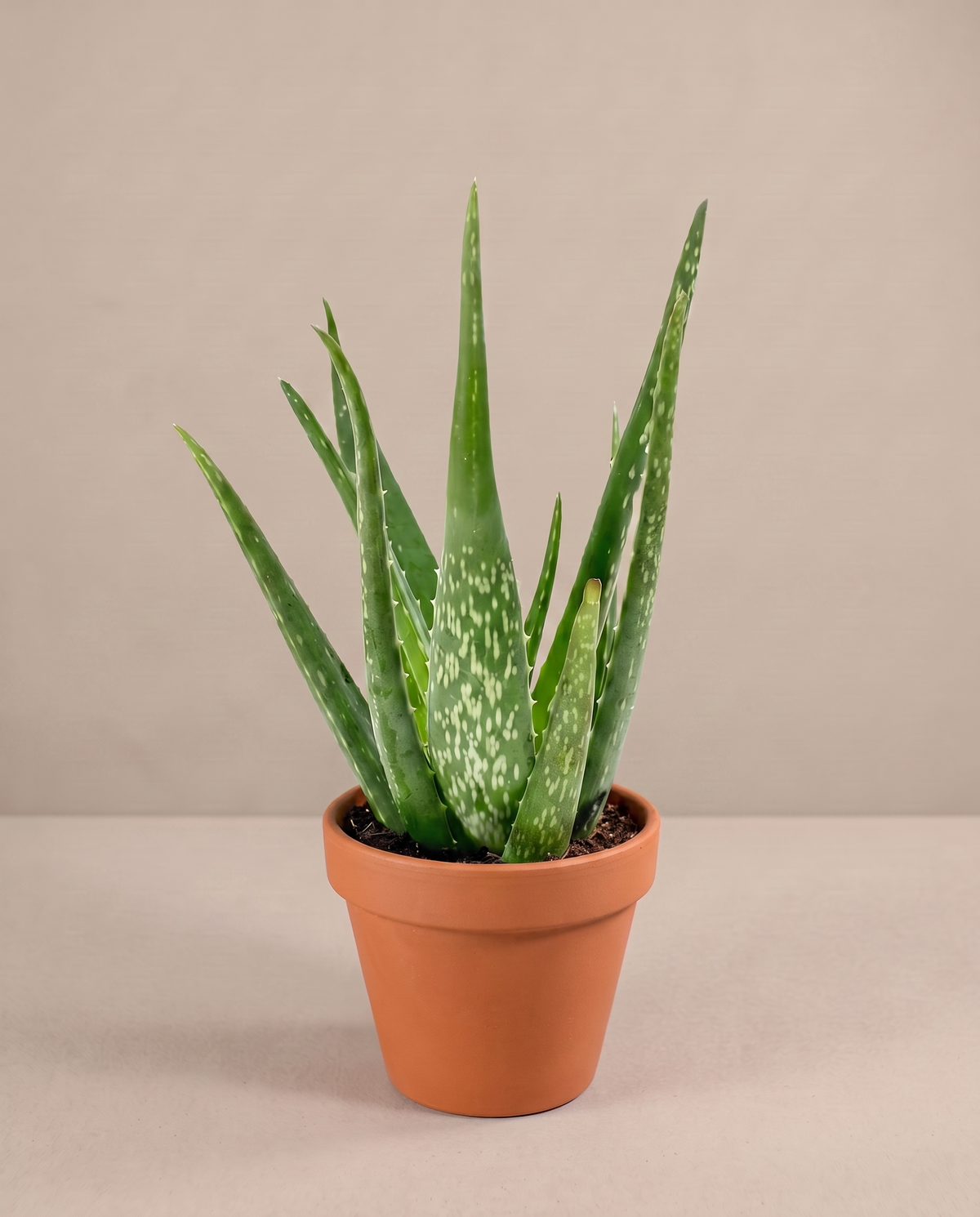 Aloe vera in a grow pot, three-quarter, Small