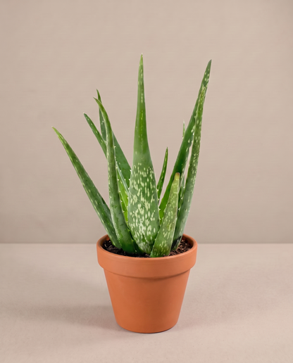 Aloe vera in a grow pot, three-quarter, Small