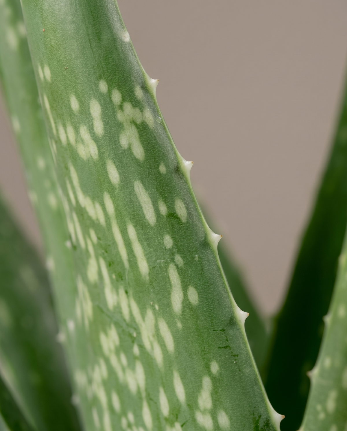 Aloe vera leaves, close-up