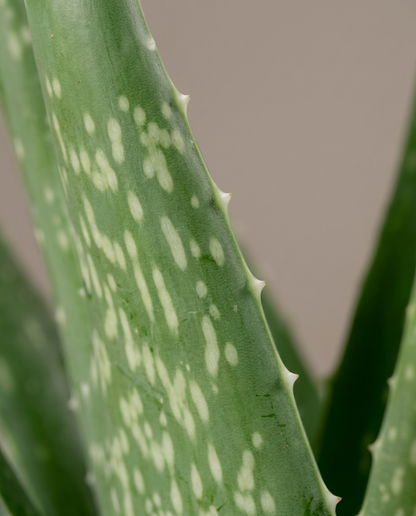 Aloe vera leaves, close-up