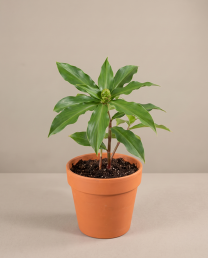 Costus Igneus in a grow pot, front studio
