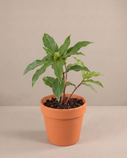 Costus Igneus in a grow pot, three-quarter