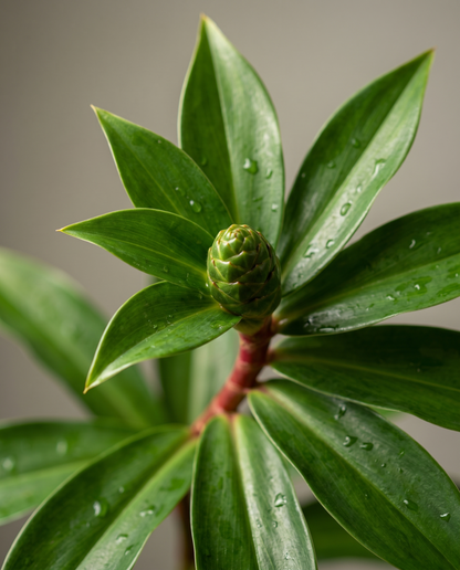 Costus Igneus leaves, close-up