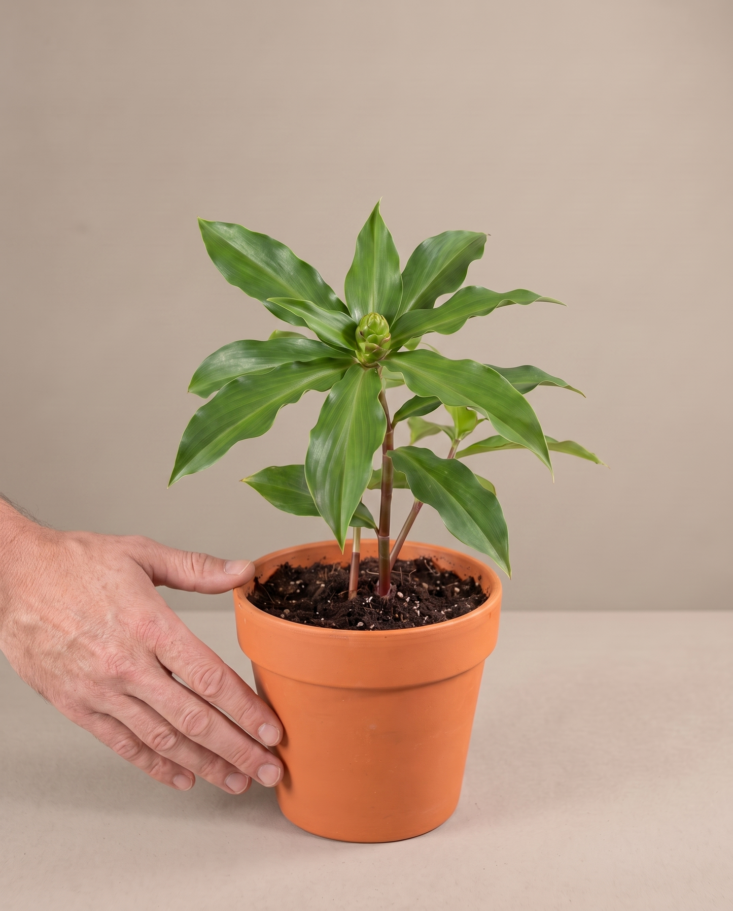 Costus Igneus in a grow pot, hand for scale