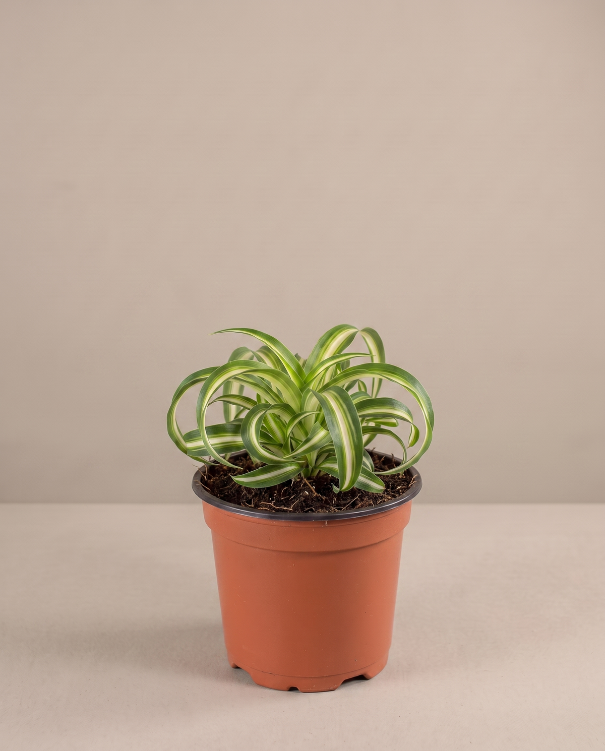 Spider plant in a grow pot, front studio, Small