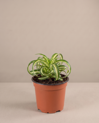 Spider plant in a grow pot, front studio, Small