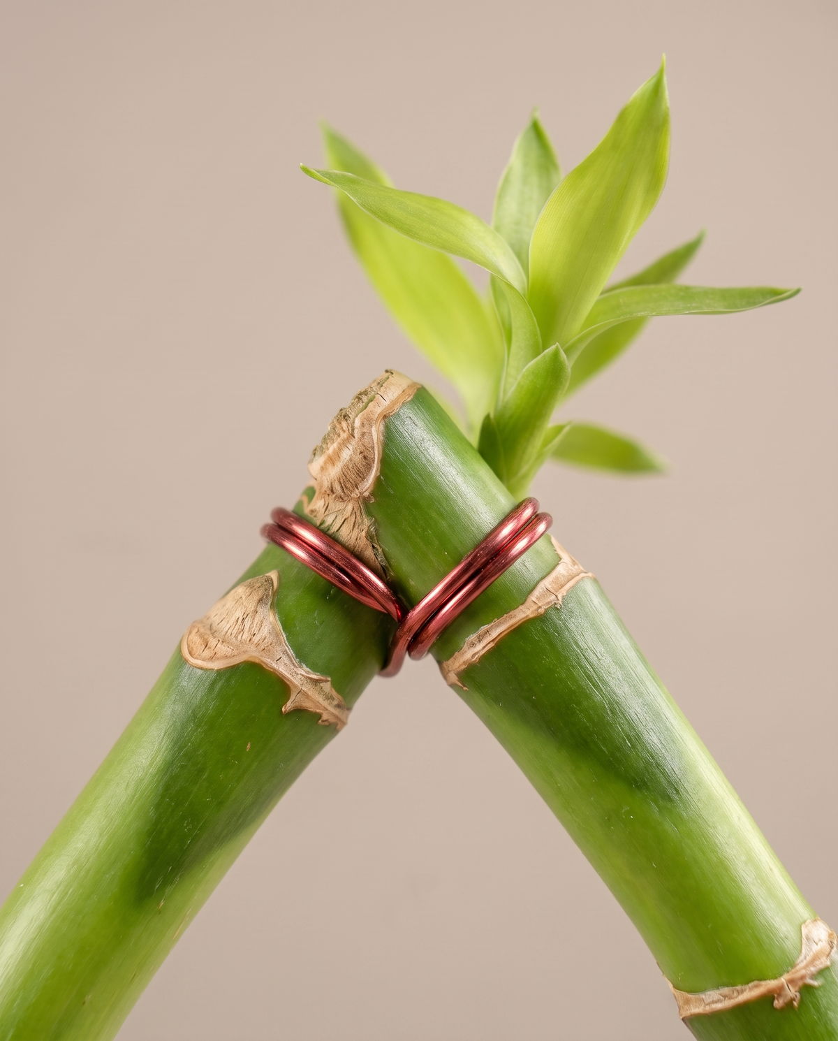 Lucky bamboo heart, close-up