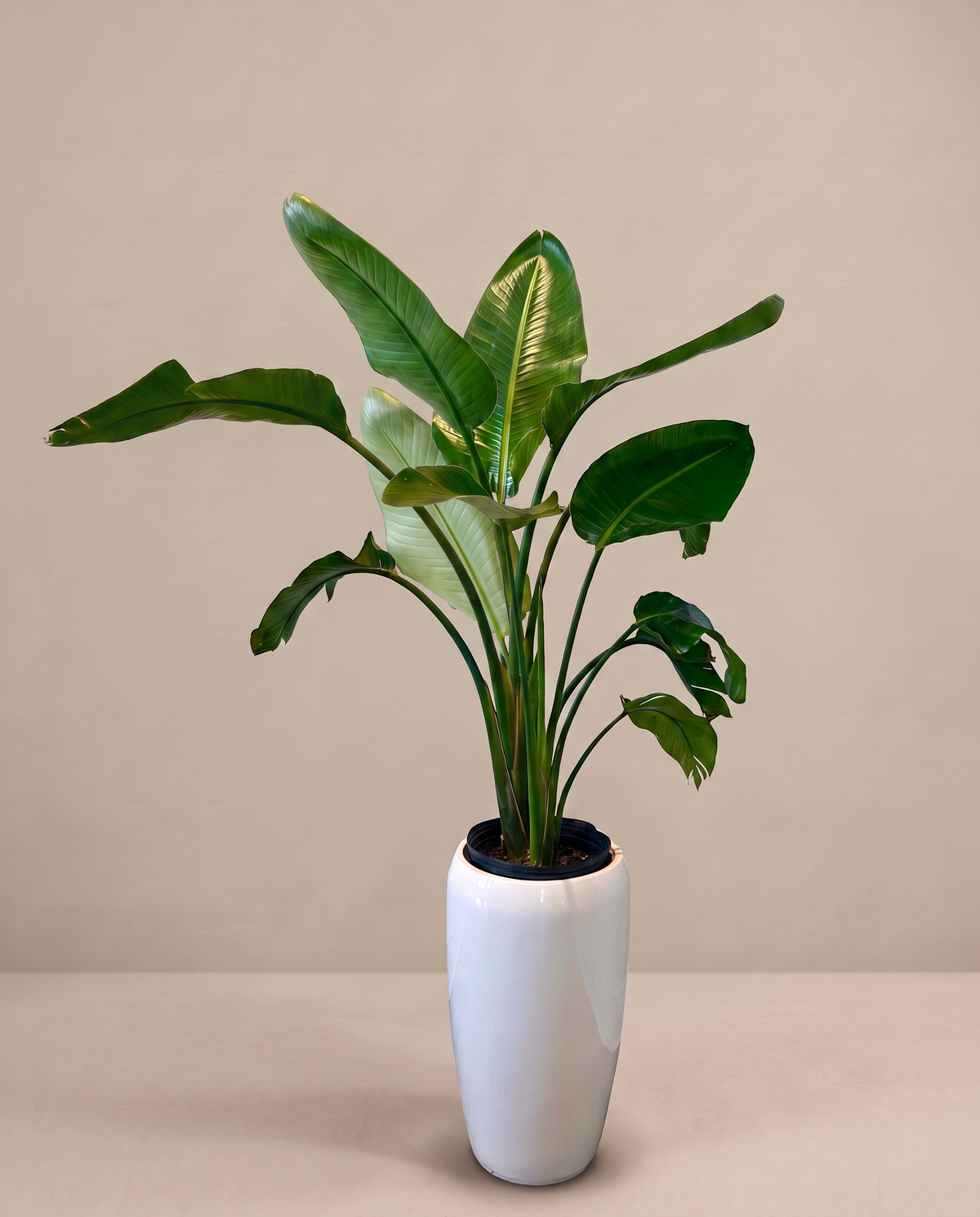 Bird of Paradise in the included white planter, three-quarter