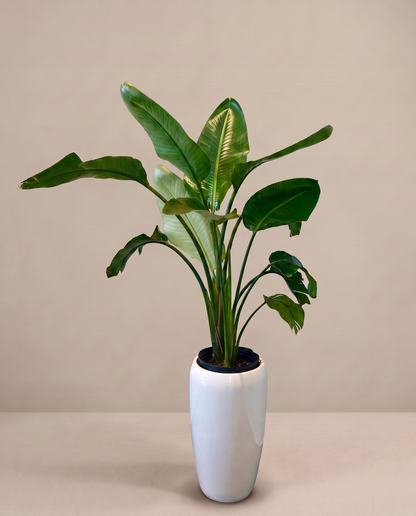 Bird of Paradise in the included white planter, three-quarter