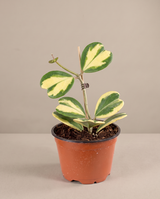 Hoya kerrii reverse in a grow pot, front studio