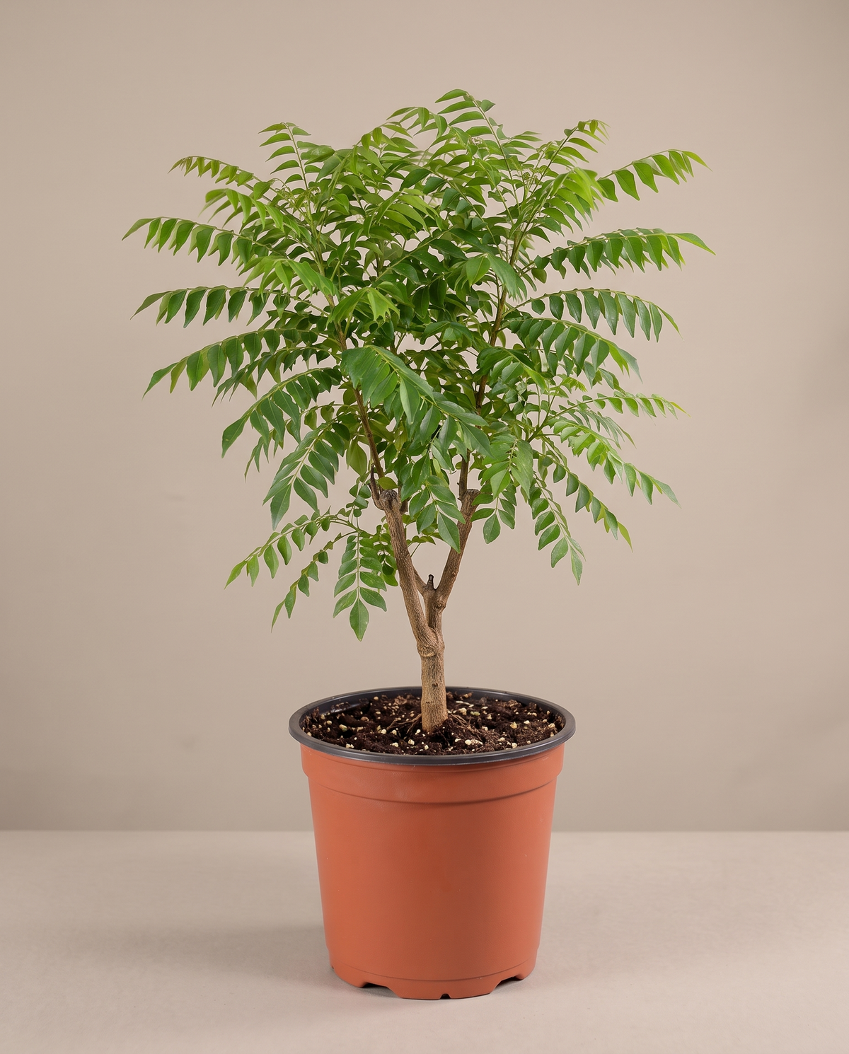 Curry leaf in a grow pot, front studio, Large