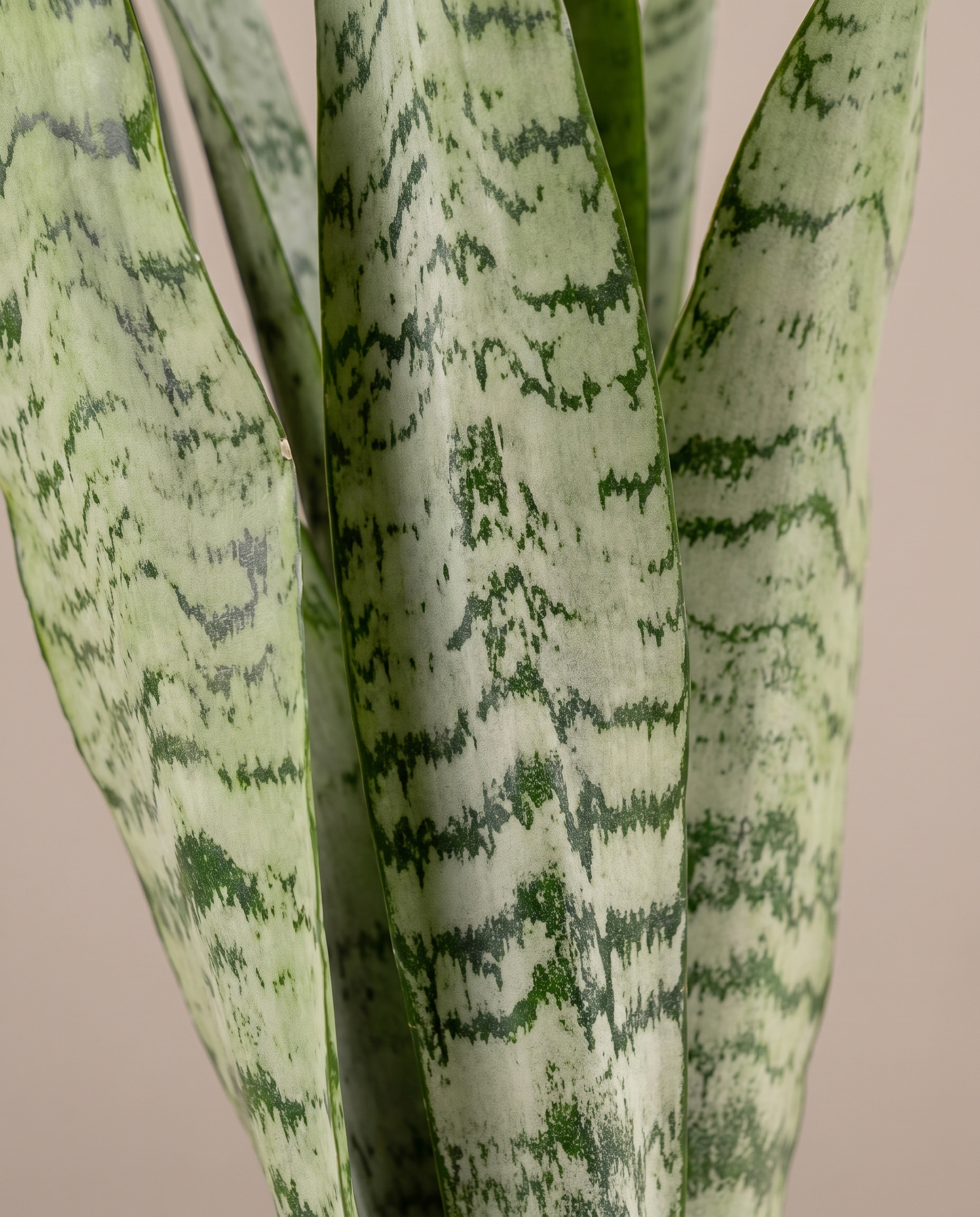 Snake plant leaves, close-up