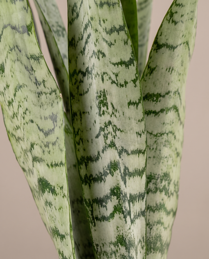 Snake plant leaves, close-up