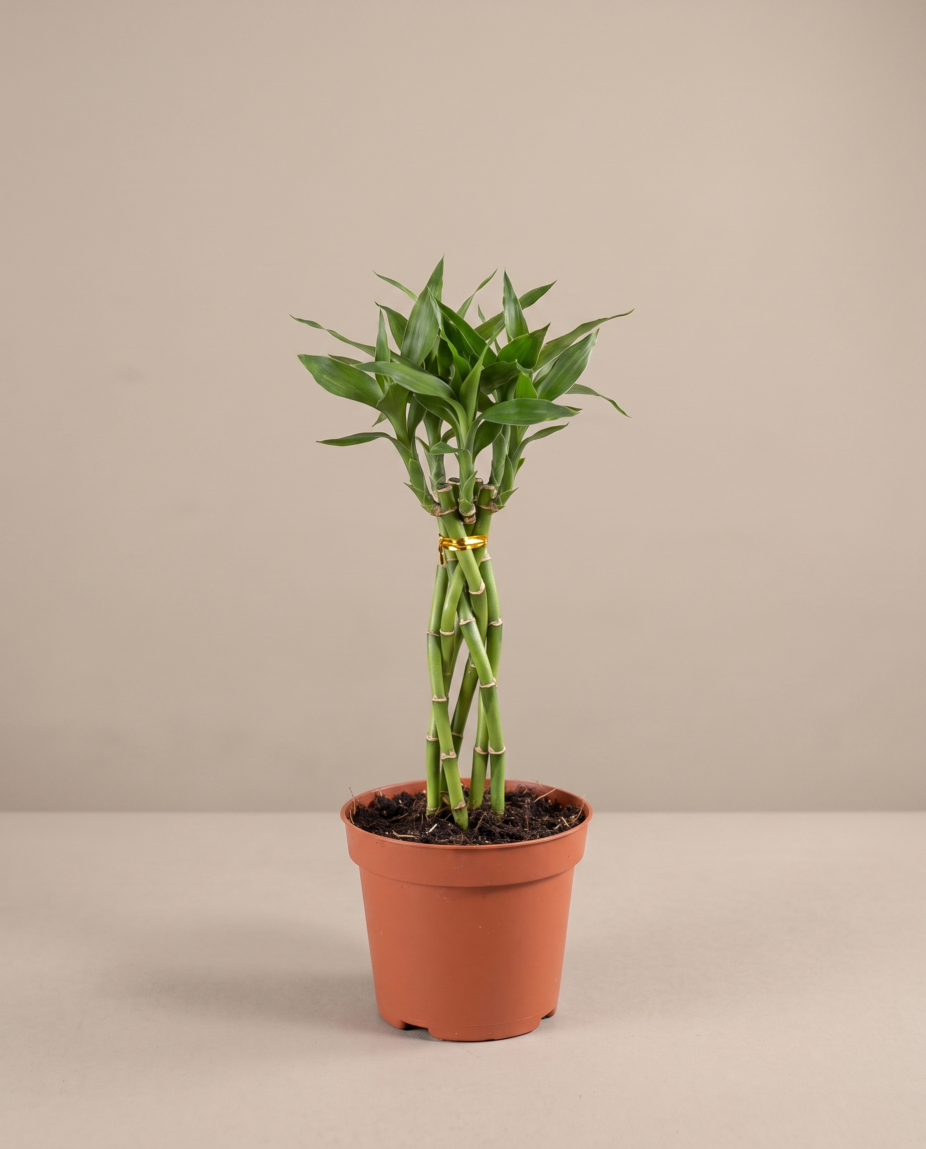 Lucky bamboo elegant twist in a grow pot, front studio, Small