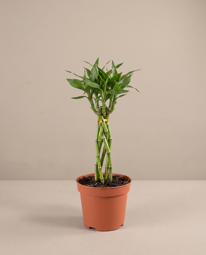 Lucky bamboo elegant twist in a grow pot, front studio, Small