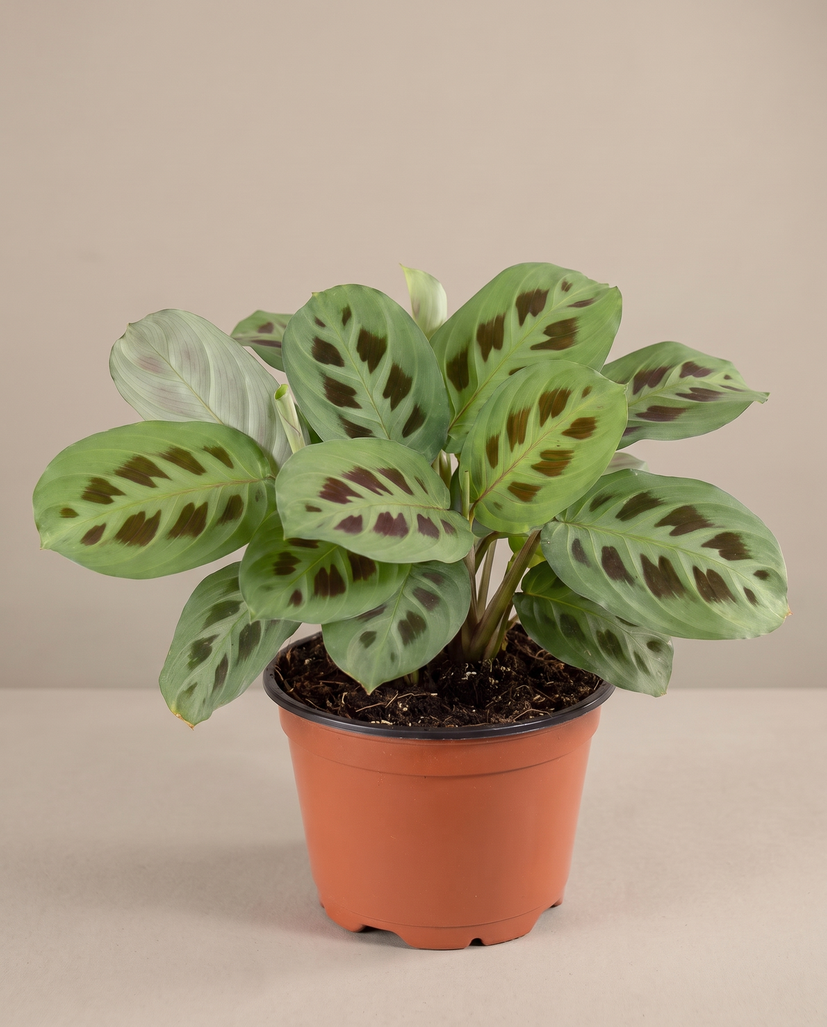 Prayer plant in a grow pot, front studio, Medium