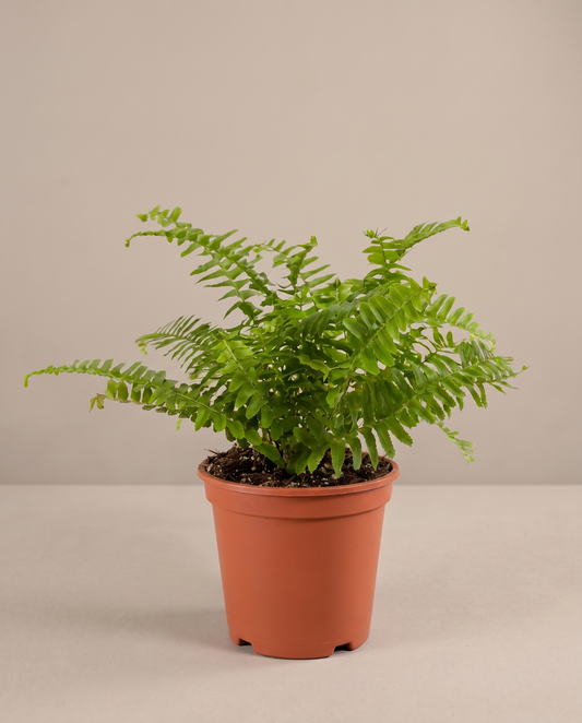Boston fern in a grow pot, front studio, Small