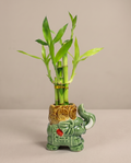 Lucky Bamboo – 5-Stalk Feng Shui Arrangement