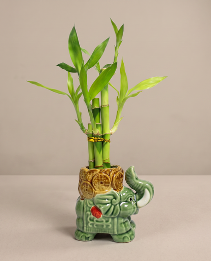 Lucky bamboo 5-stalk arrangement in the included sage elephant ceramic, front studio