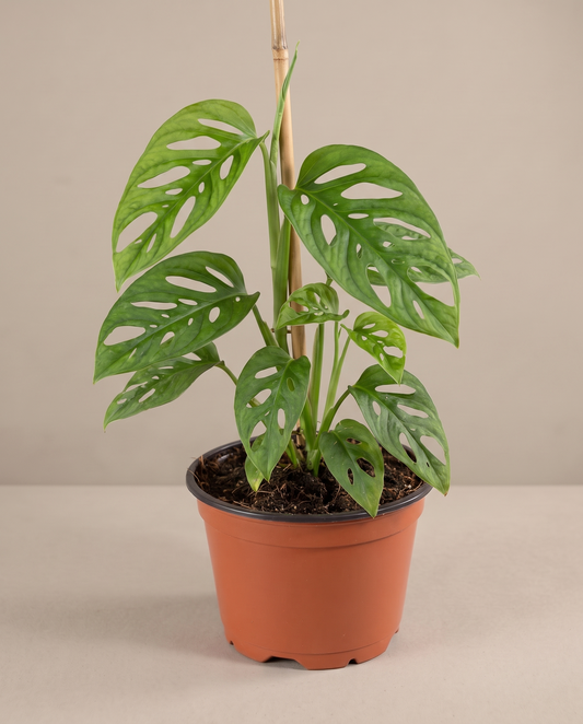 Swiss cheese vine in a grow pot, front studio, Small