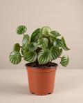 Watermelon Peperomia – Pet-Friendly Indoor Plant