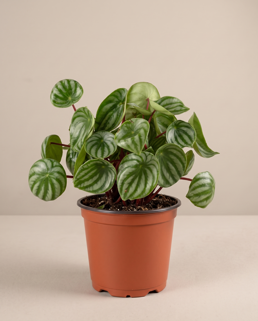 Watermelon Peperomia in a grow pot, front studio, Medium