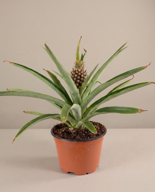 Pineapple plant in a grow pot, front studio