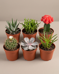 Succulent & Cactus Bundle – Assorted Mix