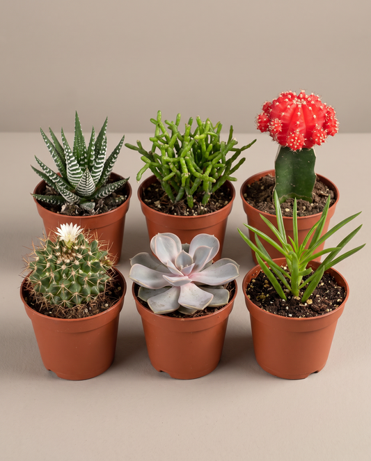 Succulent kit 6-pack in grow pots, front studio