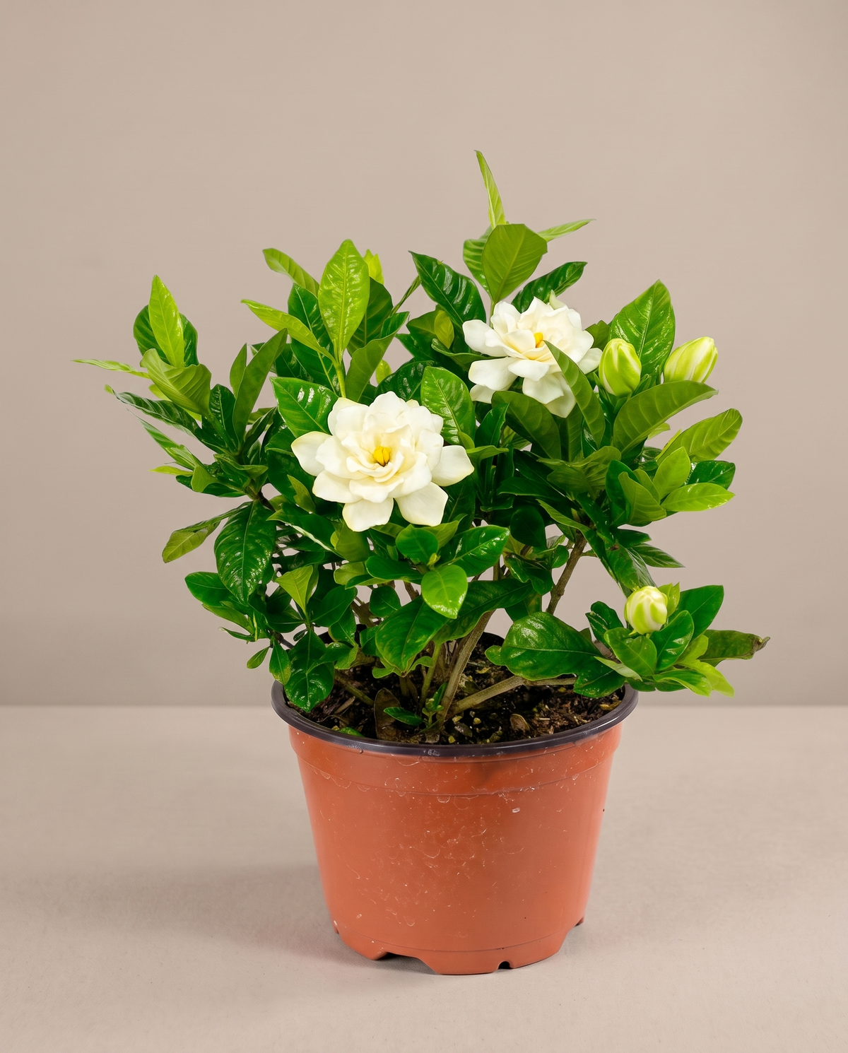 Gardenia in a grow pot, front studio, Medium