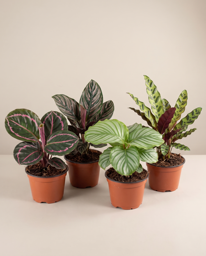 Calathea 4-pack in grow pots, front studio