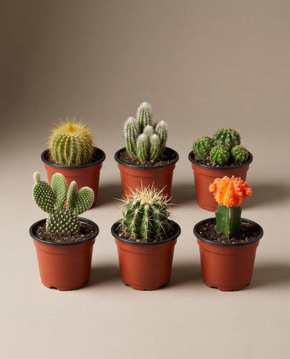 Cactus bundle 6-pack in grow pots, front studio