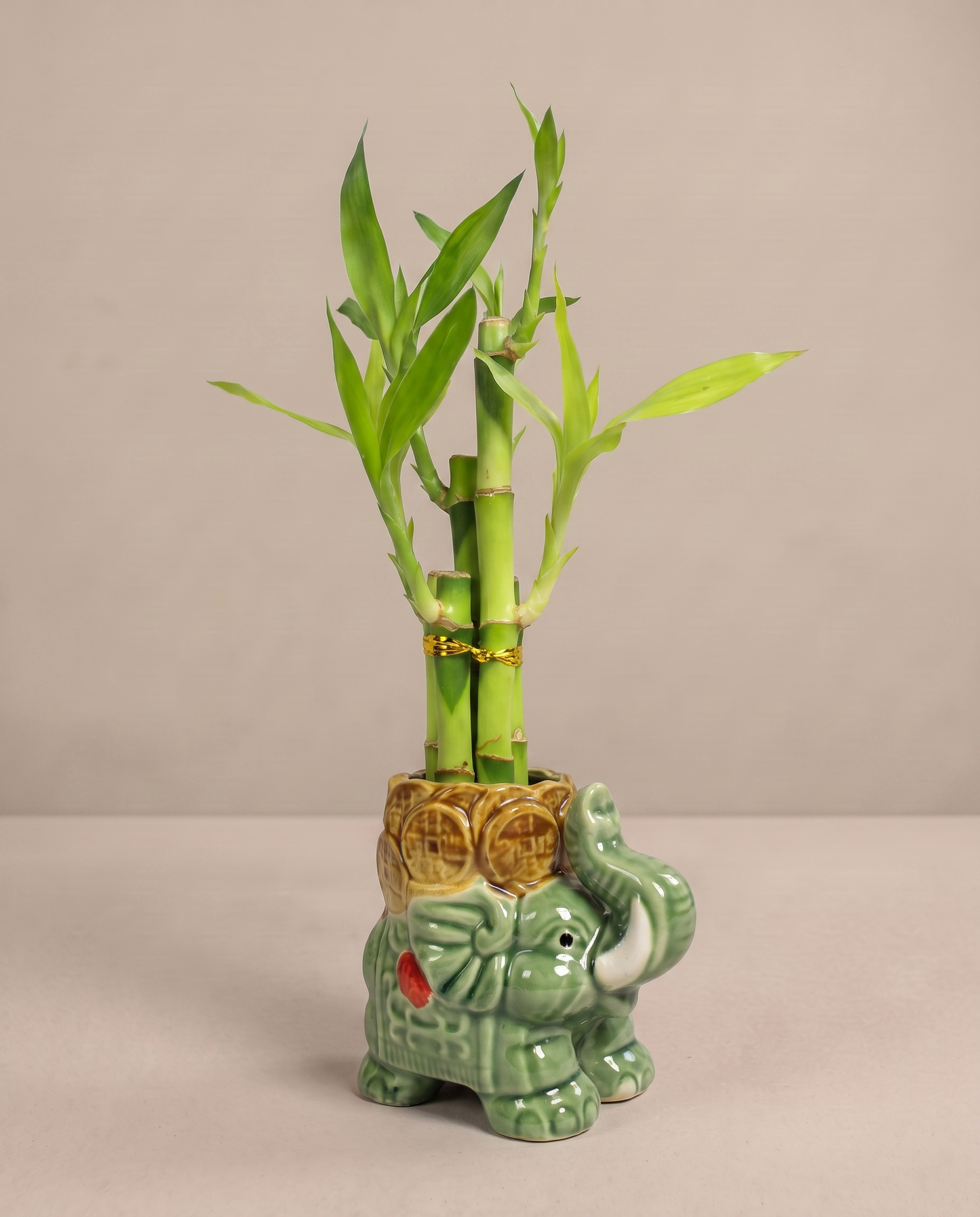 Lucky bamboo 5-stalk arrangement in the included sage elephant ceramic, three-quarter