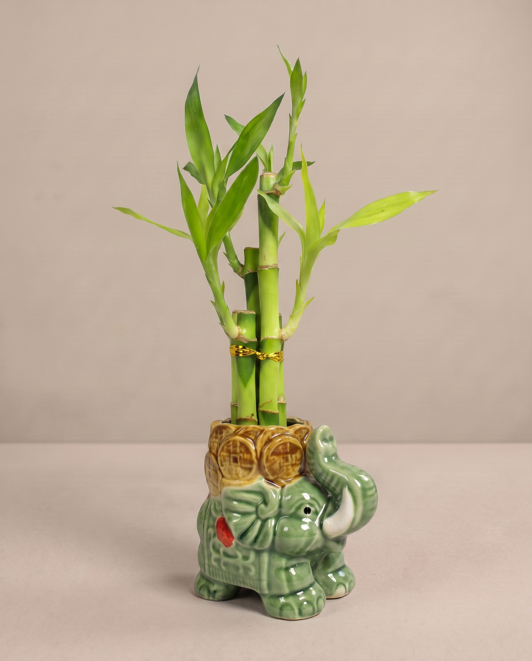 Lucky bamboo 5-stalk arrangement in the included sage elephant ceramic, three-quarter