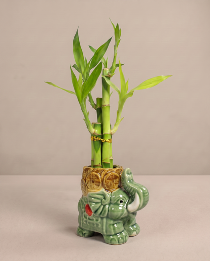 Lucky bamboo 5-stalk arrangement in the included sage elephant ceramic, three-quarter