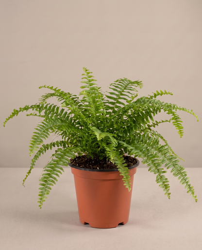 Boston fern in a grow pot, front studio, Medium
