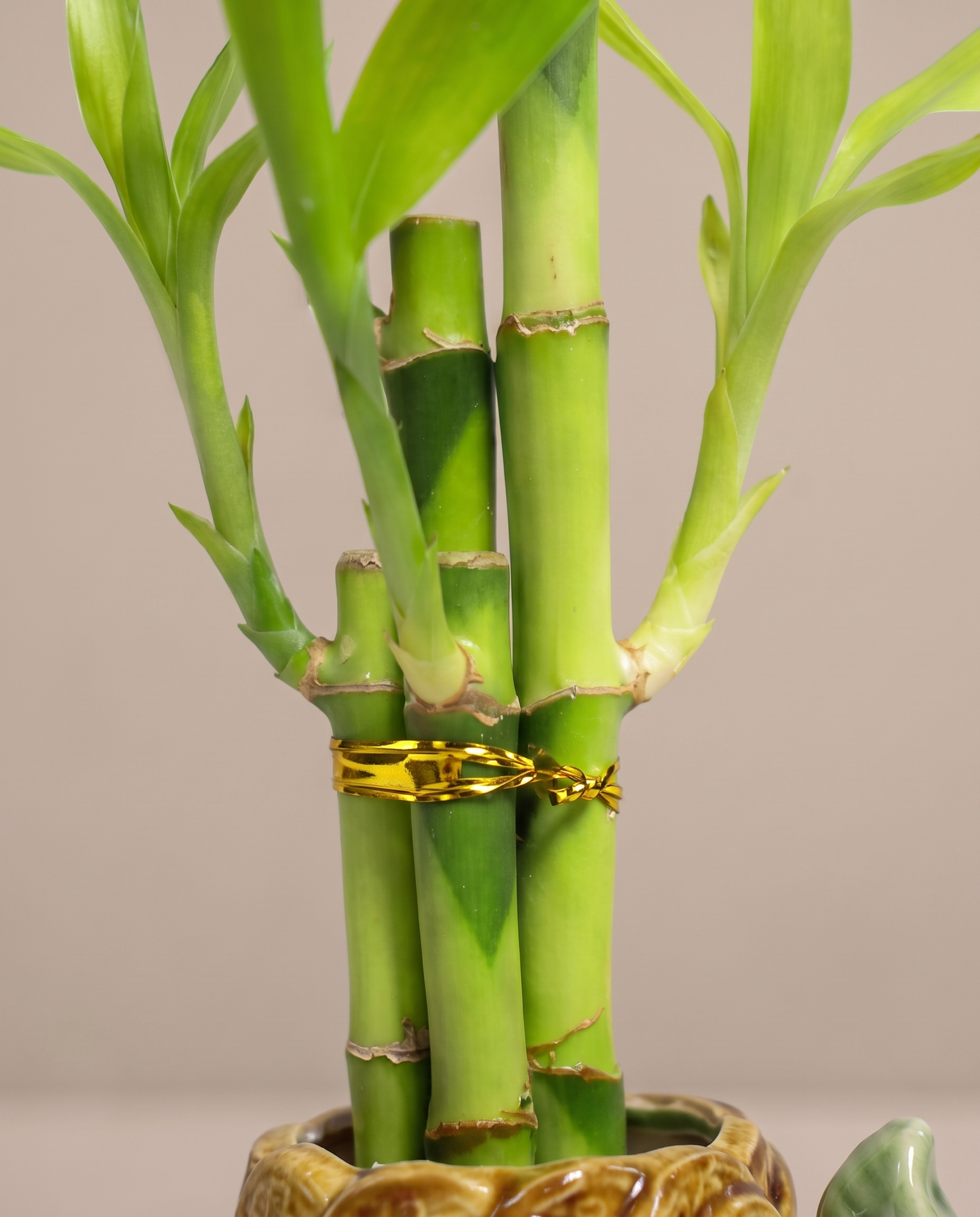 Lucky bamboo canes, close-up