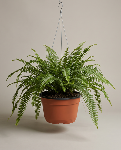 Boston fern in a hanging basket, front studio, Large
