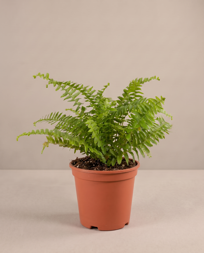 Boston fern in a grow pot, three-quarter, Small