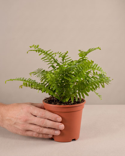 Boston fern in a grow pot, hand for scale, Small